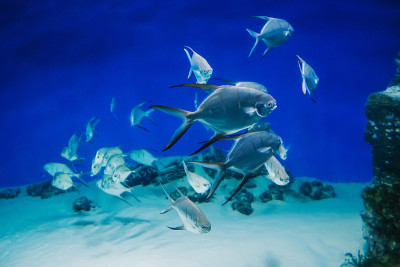 鱼Palometa Trachinotus goodei游泳在蓝色的水