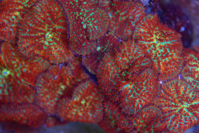 美丽的珊瑚在暗礁水族馆缸。