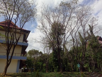 古老的建筑，树木和天空。
