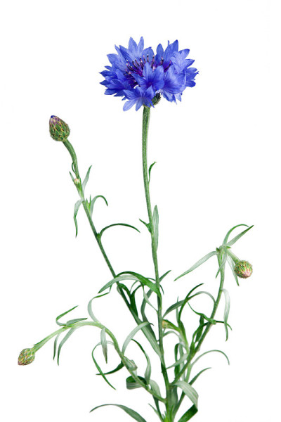 蓝花