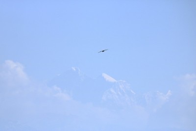 雄鹰飞越喜马拉雅圣山