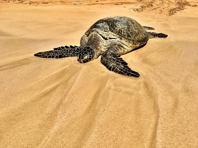 hawaiian green sea turtle / Chelonia mydas