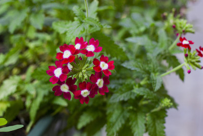 花园里红花马鞭草，俯视图