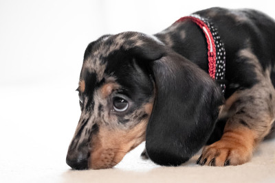 第一天来到新主人家的小腊肠犬。