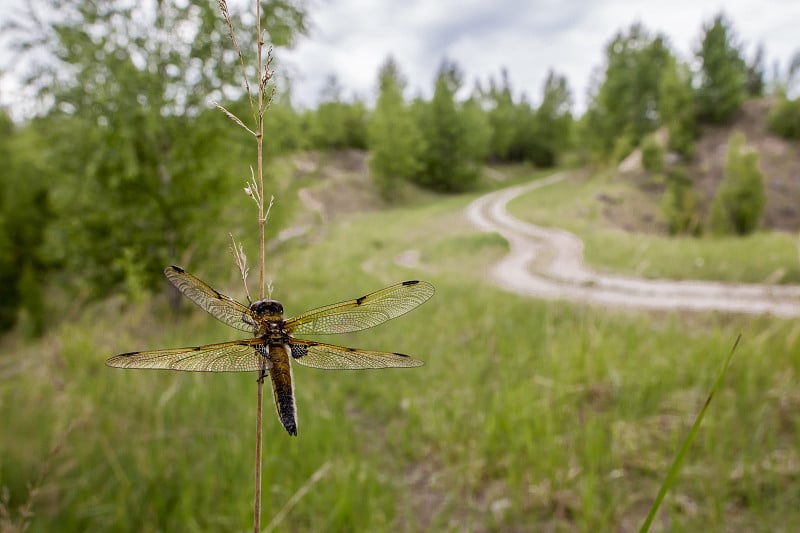 宽体镖鲈(Libellula depressa)