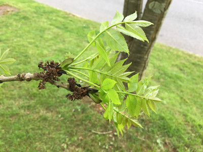 白蜡(Fraxinus excelsior)树- 2018年5月