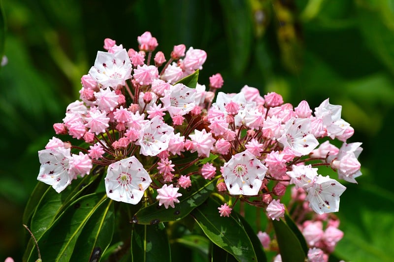 Kalmia latifolia