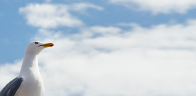 Banner，海鸥特写在一个白蓝色的天空背景