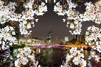 漂亮的樱花背景