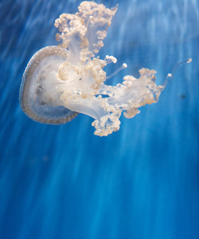 水族馆水母的细节