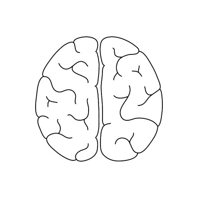 人脑解剖的矢量图解