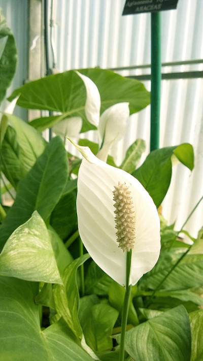 白色的花