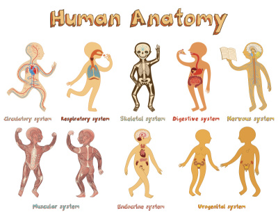 人体解剖学插图，儿童器官系统。