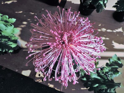 菊花