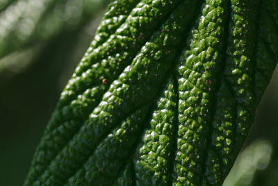 野生荚蒾绿叶的特写