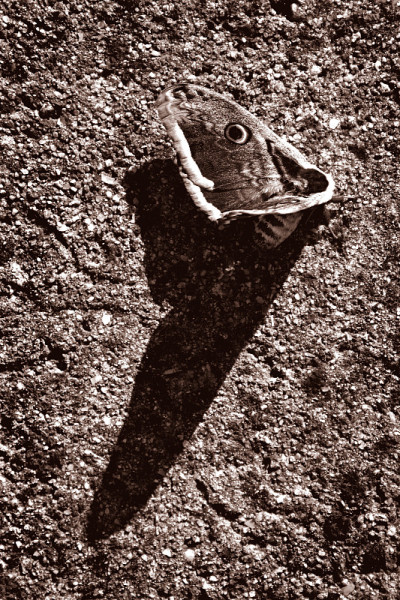 Camouflague