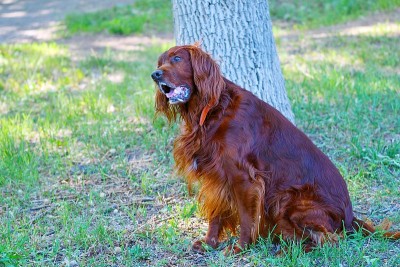 犬种爱尔兰红赛特犬