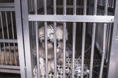 一只正在静脉滴注的西施犬被隔离在笼子里，当时正从犬细小病毒中恢复。