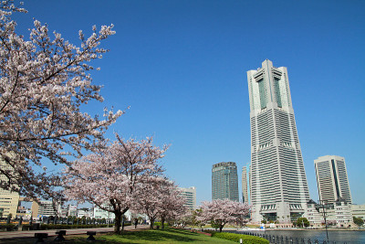 横滨地标大厦和日本的樱花