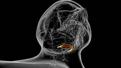 人类骨骼舌骨解剖医学概念3D