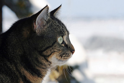 那只猫