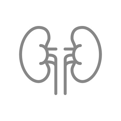 人体肾脏线图标。健康内脏符号