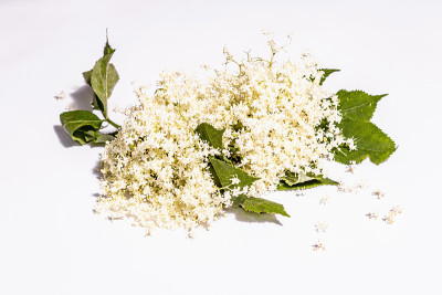 接骨木花茶