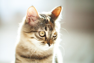 一只可爱的条纹小猫坐在房间里。有选择性的重点。