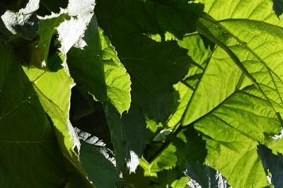 大型Gunnera植物。
