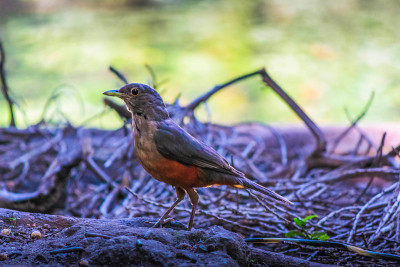Turdus rufiventris，也被称为橙色知更鸟