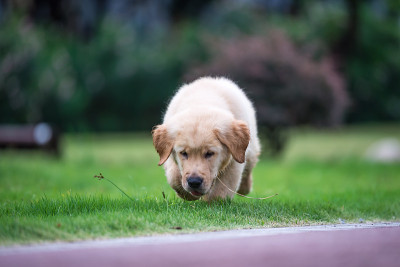 可爱的金毛寻回犬