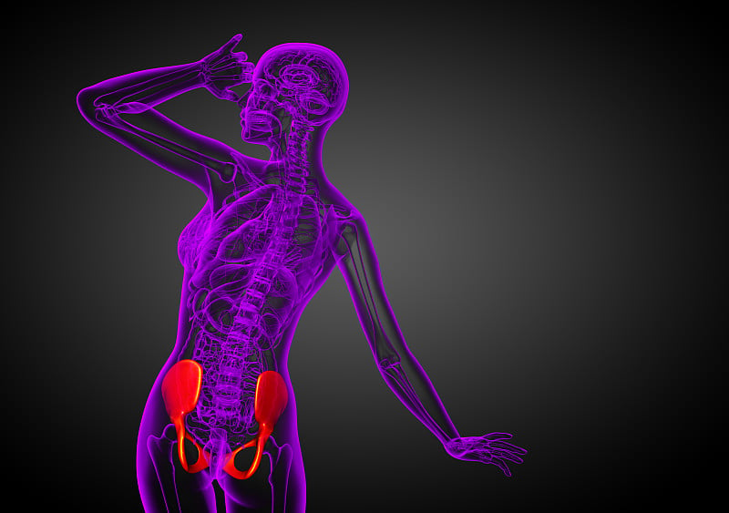 骨盆骨的3D医学插图