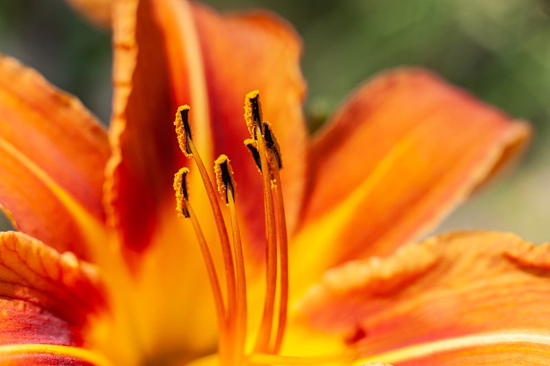 花蕊特写火红色或橘色黄花菜彩色背景