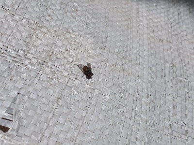 苍蝇是一种在塑料袋上的昆虫。