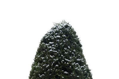 松树上的雪