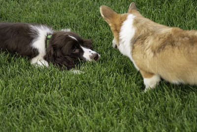 英国猎犬和彭布罗克威尔士柯基犬