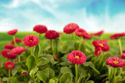 蓝天下的雏菊