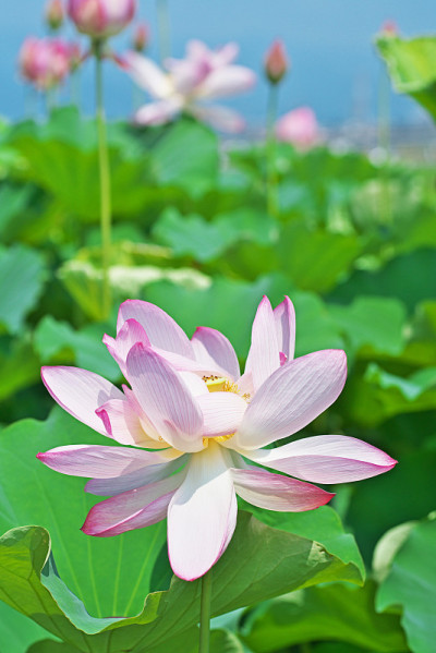 莲花