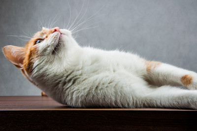 可爱的猫在家里