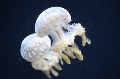 水母