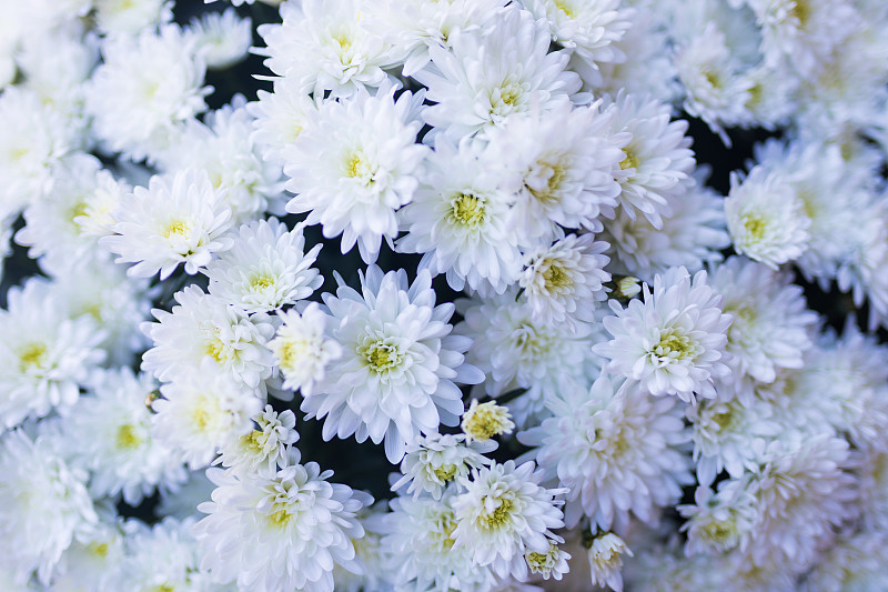 细节一大束雏菊，多年生花