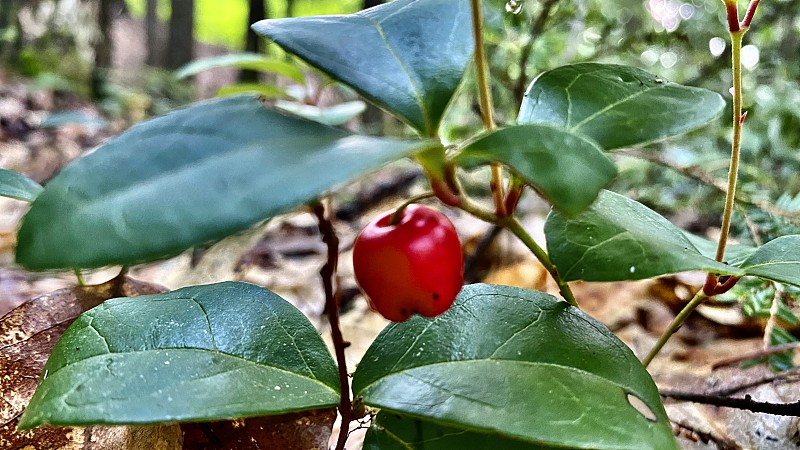 绿色生长的美国鹿蹄草灌木，有红色悬挂的果实/东部茶浆果/ checkerberry / boxber