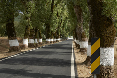树木之间的道路远景