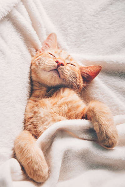 可爱的姜黄色小猫睡觉