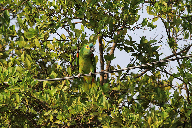 绿松石正面亚马逊 (Amazona aestiva) 吃 - 潘塔纳尔湿地，南马托格罗索州，巴西