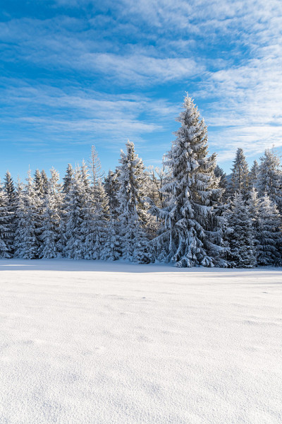 波兰Beskid Sadecki山上的冬天树木被新雪覆盖