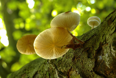Porcelian真菌