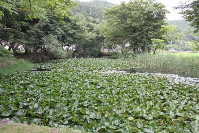 景观