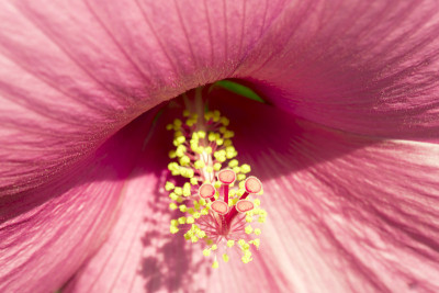芙蓉