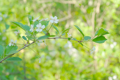 花树樱花和鲜花特写，春天，天，莫斯科地区